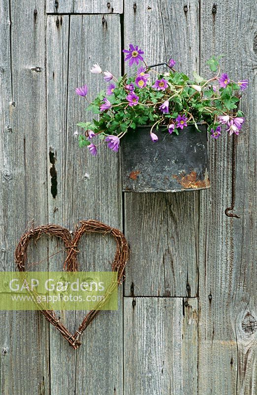 Black pot with anemone blanda and twig heart hanging on wooden shed