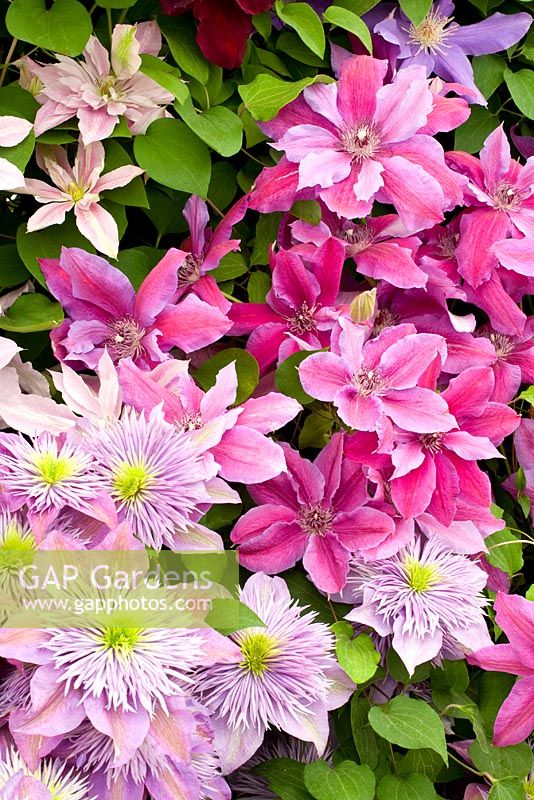 Clematis Love 'Jewelry' with Clematis 'Crystal Fountain'