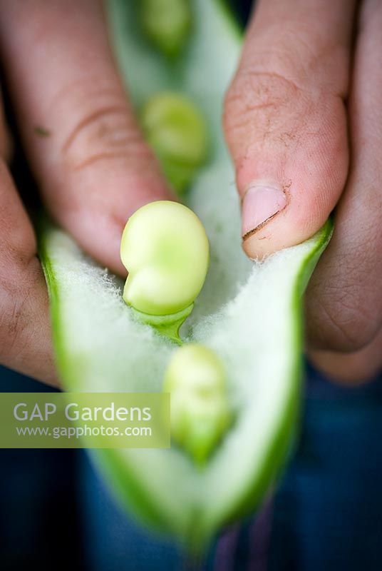 Popping broad bean from pod with dirty hands