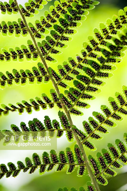 Dryopteris affinis - Scaly male fern