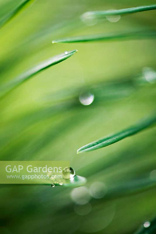Rain drops on leaves of Euphorbia cyparissias 'Fens Ruby'