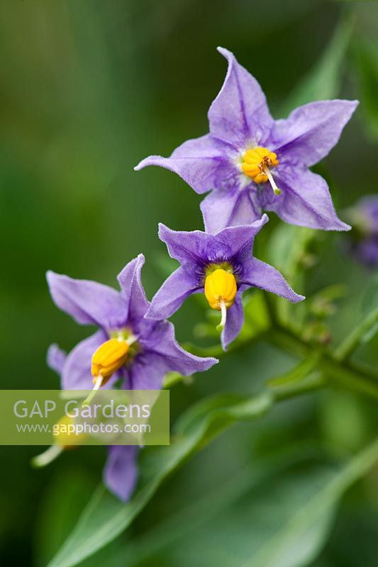 Solanum crispum 'Glasnevin' - Blue potato vine flowers