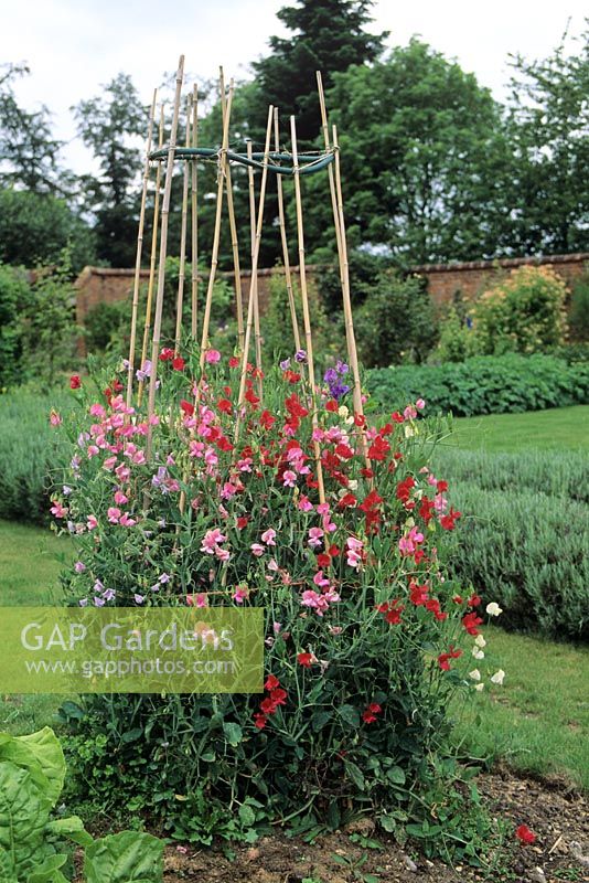 Sweet peas on cane supports