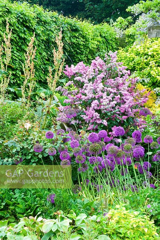 Allium 'Purple Sensation' and Syringa - Hunmanby Grange, Yorkshire
