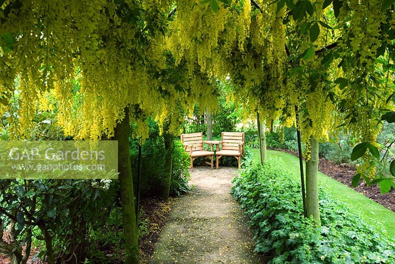 Path leading to seating area in Laburnum tunnel underplanted with Alchemilla mollis - Hunmanby Grange, Yorkshire