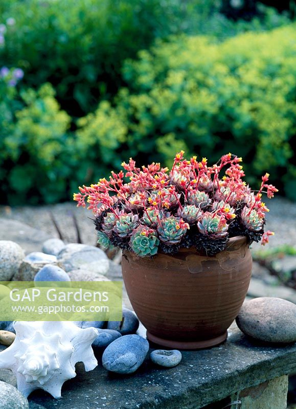 Flowering Sempervirens in terracotta pot on wall with large shell and river pebbles