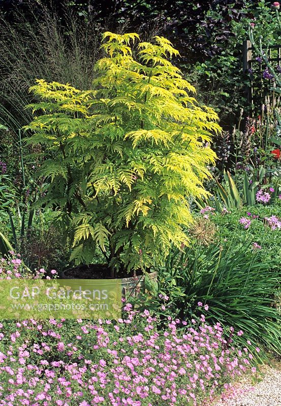 Container grown Sambucus placed in border