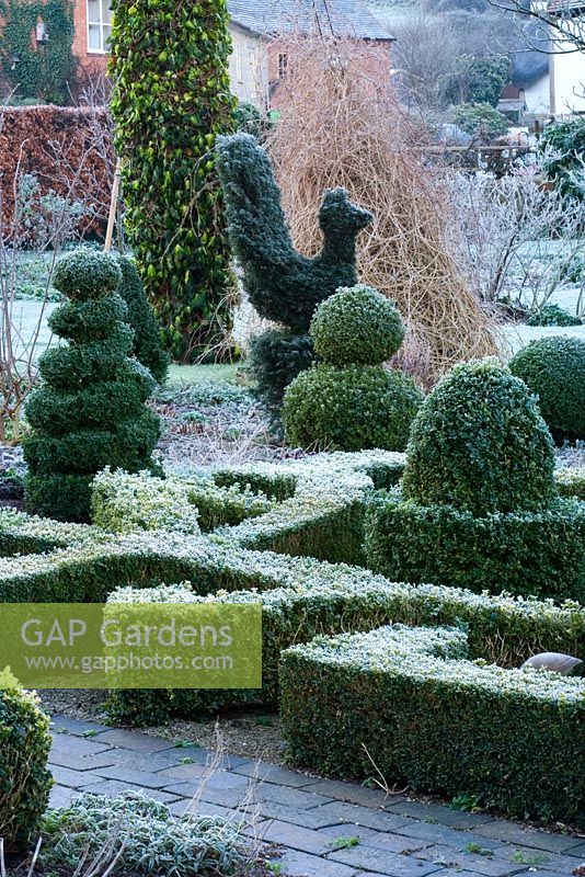 The formal topiary garden in frost with knot garden and Buxus topiary chicken