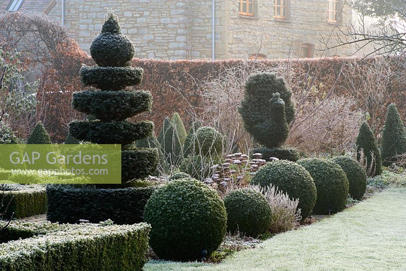 The formal garden in frost with Taxus and Buxus topiary - Woodpeckers, Warwickshire
