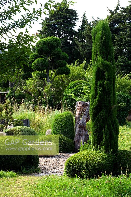 Clipped box and trees in garden - Provence, France