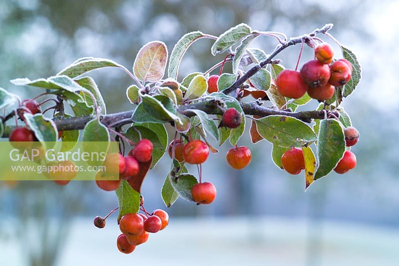 Malus 'Evereste' - Crab apples with hoar frost