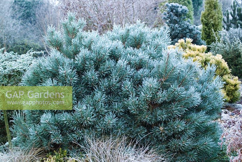 Pinus sylvestris 'Chantry Blue' covered with hoar frost in winter