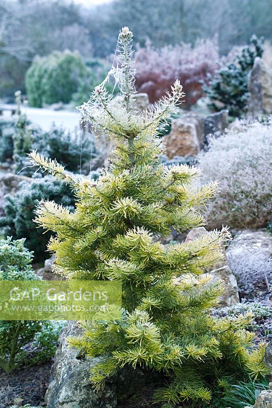 Abies concolor 'Winter Gold' - Hoar frost on White Fir