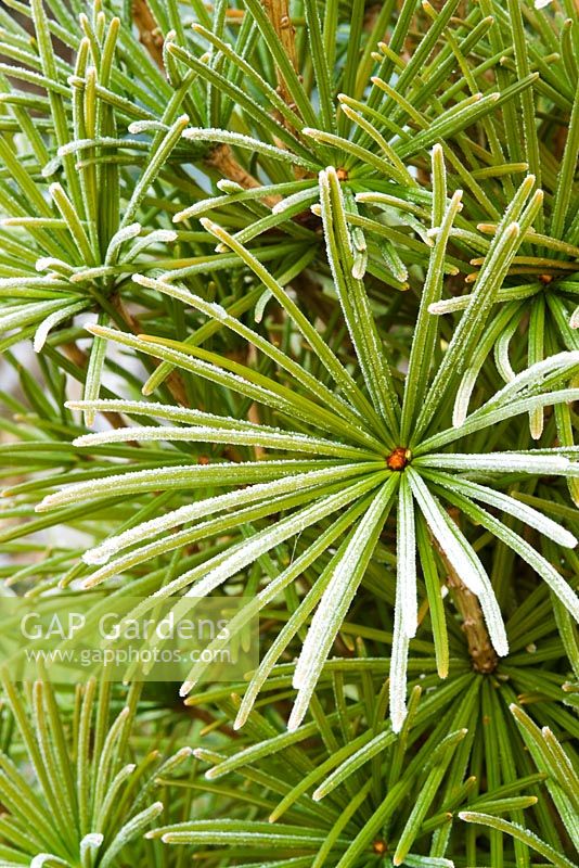 Sciadopitys verticillata - Frost on the leaves of umbrella pine