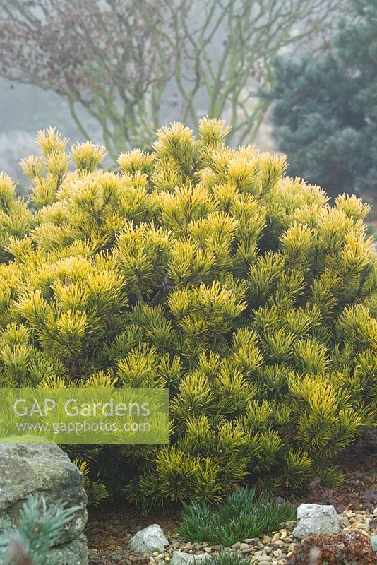 Pinus mugo 'Carsten's Wintergold' - Dwarf mountain pine