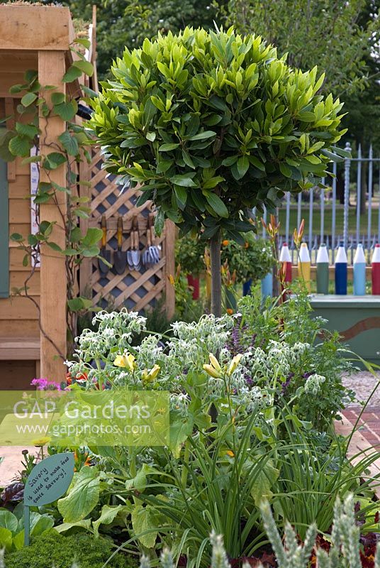 Standard Bay Tree - Dorset Cereals Edible Playground. Gold Medalist and Best in Show - RHS Hampton Court Flower Show 2008