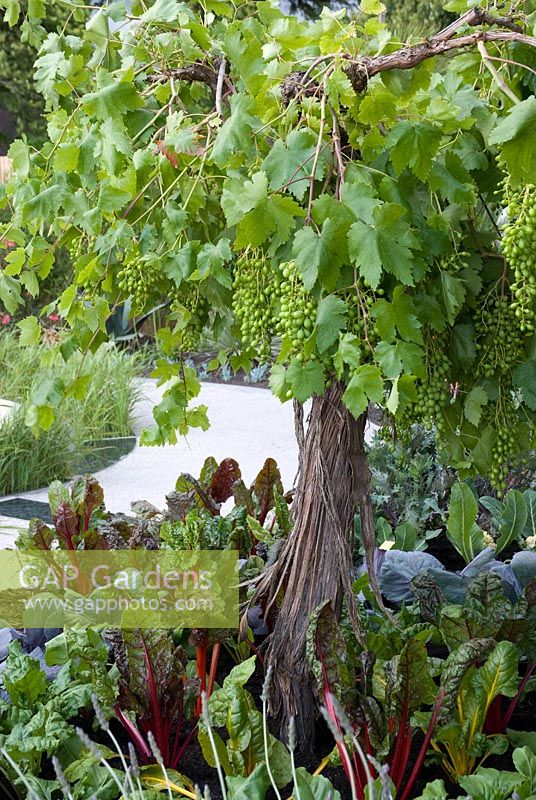 Standard grape vine underplanted with vegetables - 'The Water Table' - RHS Hampton Court Flower Show 2008