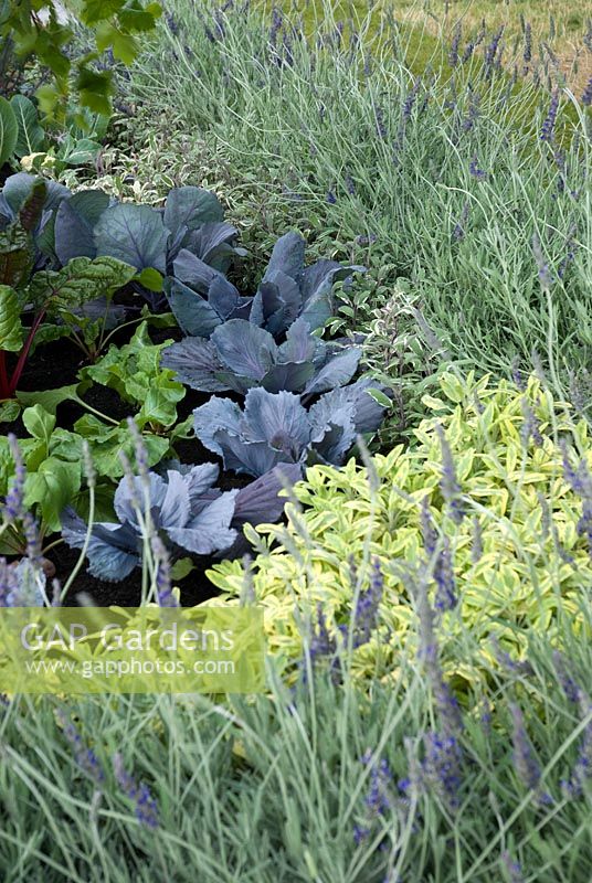 Vegetables planted with Lavender and Herbs - 'The Water Table' - RHS Hampton Court Flower Show 2008