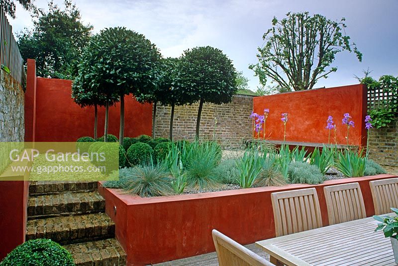 Small urban garden with raised levels, Laurus nobilis standards and Buxus spheres - Twickenham, Middlesex 