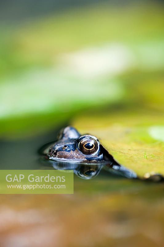 Rana temporaria - Common frog poking its head up between Lily pads