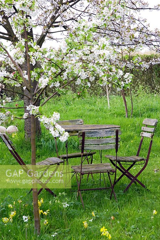 Old cafe style table and chairs in Spring orchard with blossom and wild flowers