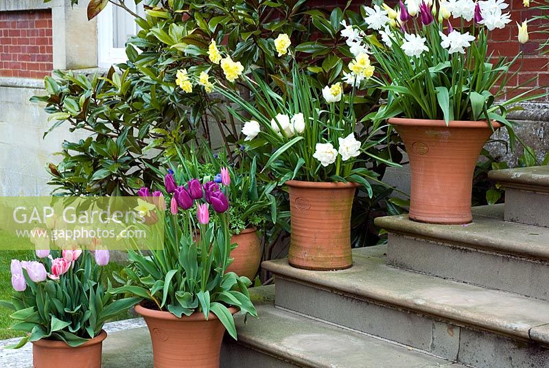Spring containers of tulips and daffodils on steps at Kelmarsh Hall, Northants, NGS