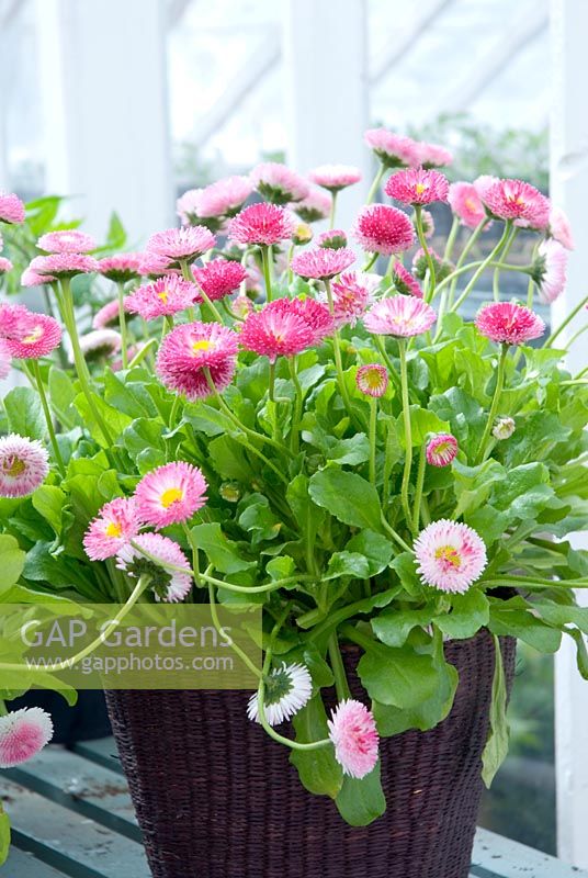 Bellis perennis - double daisy in container on staging