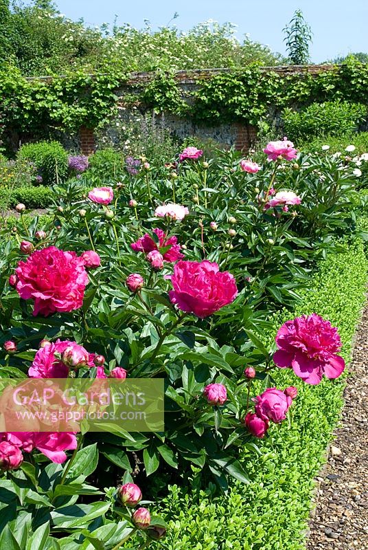 Bed of herbaceous Peonia