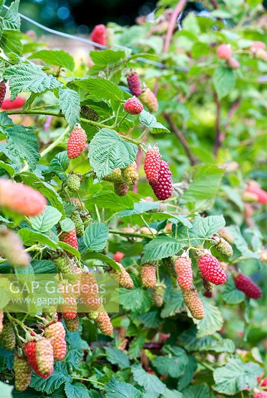 Rubus - Tayberries with wire plant supports