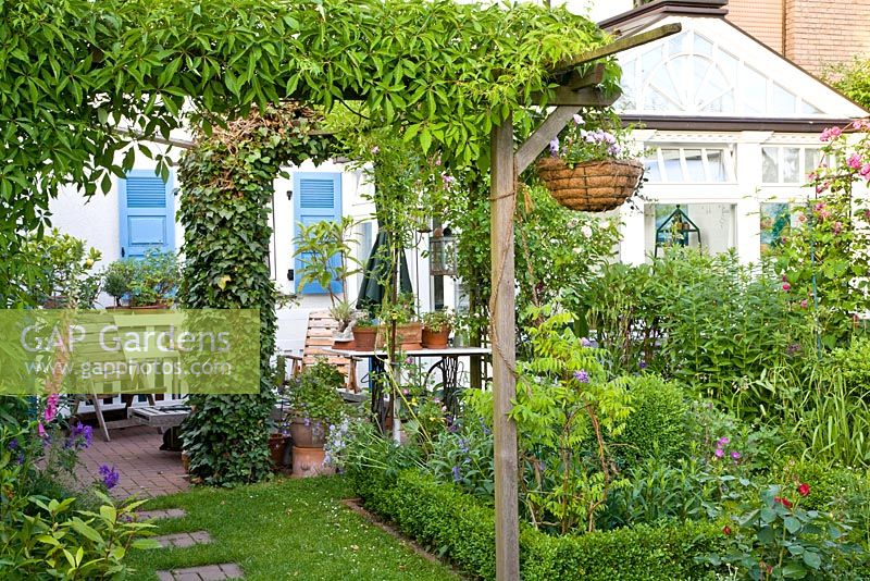 Small urban garden with conservatory and  Parthenocissus climbing over pergola