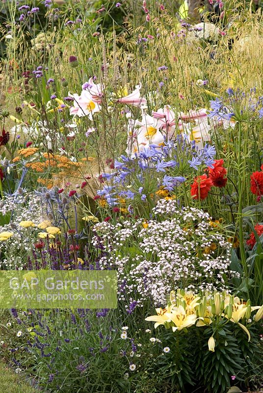 Mixed perennials in border - The Homebase Room with a View Garden - Hampton Court Flower Show 2008