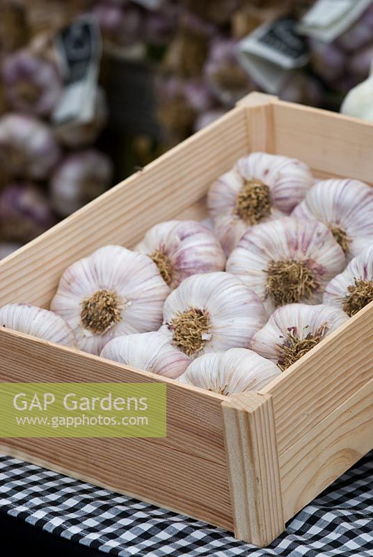 Allium sativum - The Garlic Farm, Isle of Wight