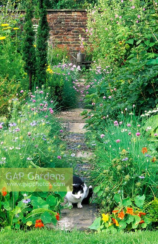 Cat on garden path flanked by Tropaeolum  and chives - Gardeners Cottage, Cheshire
