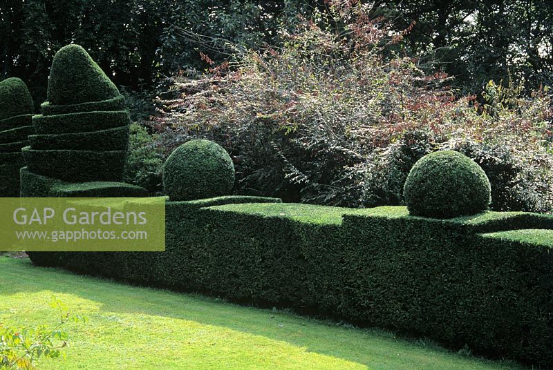 Topiary yew hedge - Wyndcliff Court Gardens,Gwent