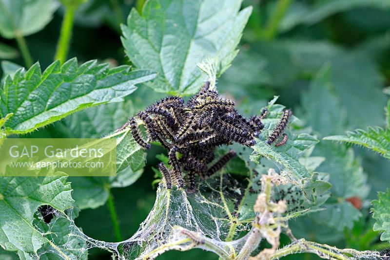 Aglais urticae - Small tortoiseshell caterpillars feeding on nettles