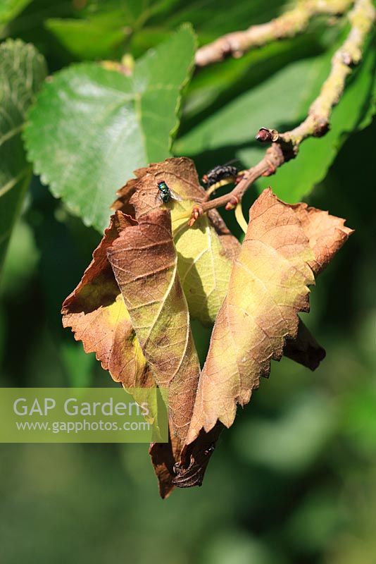Gibberella baccata - Mulberry canker and dieback dying shoot on mulberry
