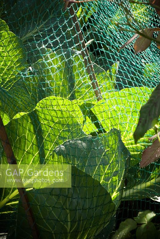Kilaton cabbages under protective netting