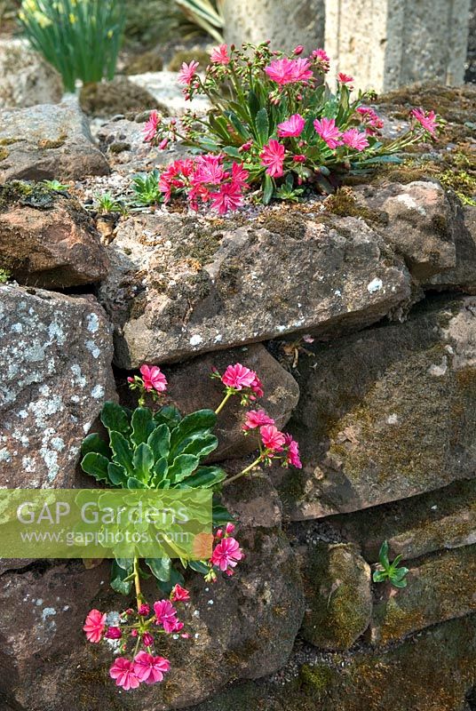 Lewisia cotyledon growing on dry stone wall
