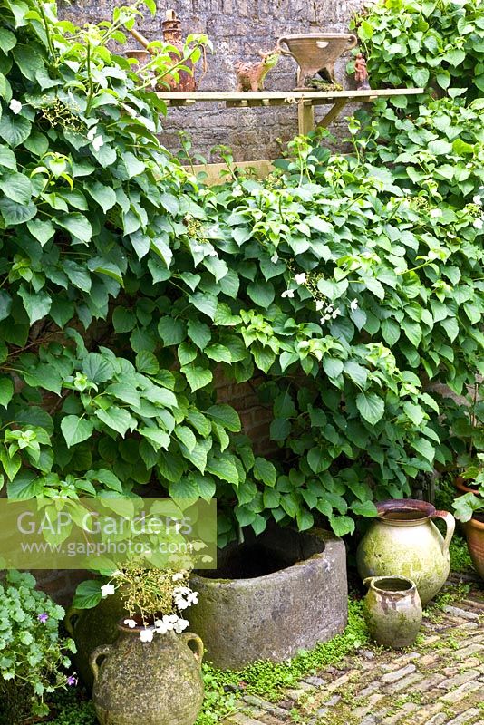 Hydrangea petiolaris growing against patio wall with water feature beneath