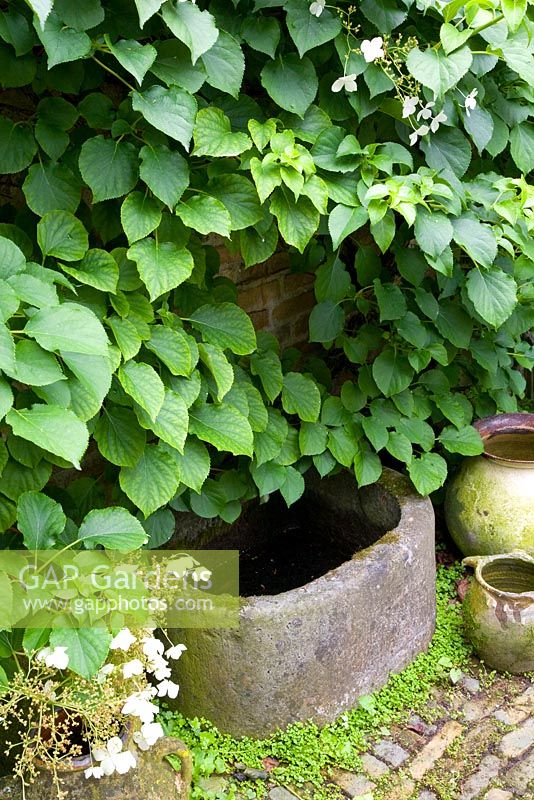 Hydrangea petiolaris growing against wall with stone water feature beneath