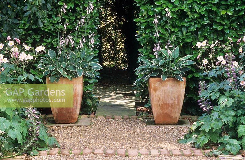 Terracotta planters with Hosta, Arch through laurel hedge