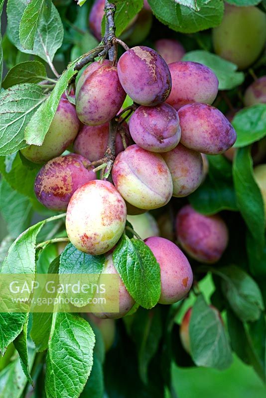 Prunus domestica - Victoria plums 