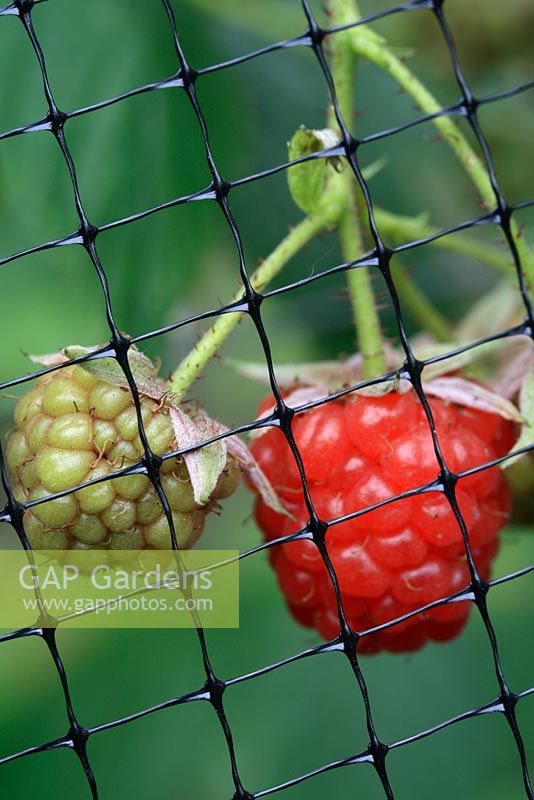 Ripening raspberries protected from pests by netting