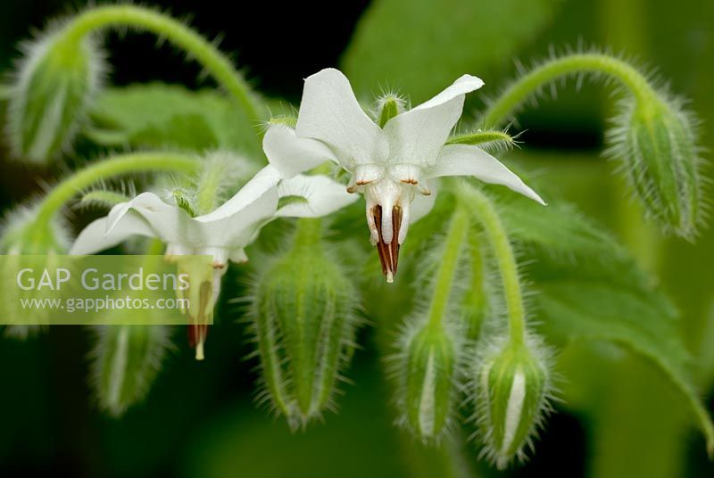 Borago officinalis - White borage flowers