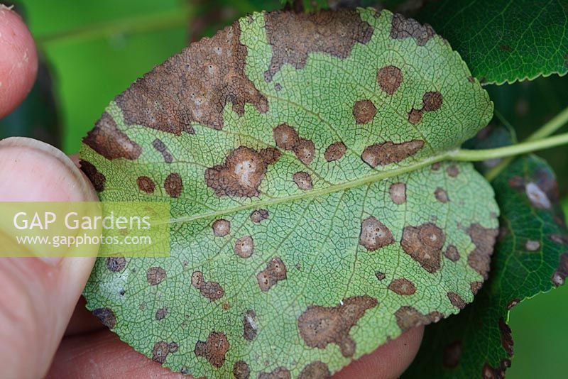 Mycosphaerella pyri - Pear leaf fleck on underside of leaf