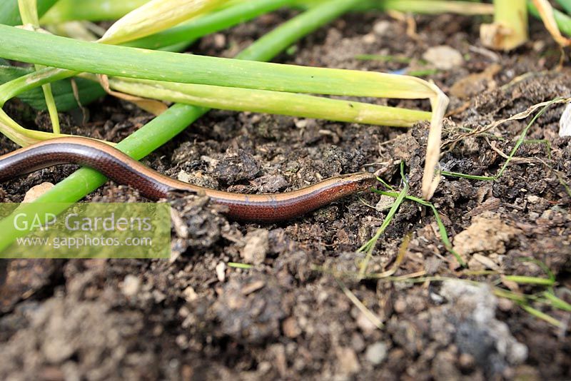 Anguis fragilis - Slow Worm moving through onion bed