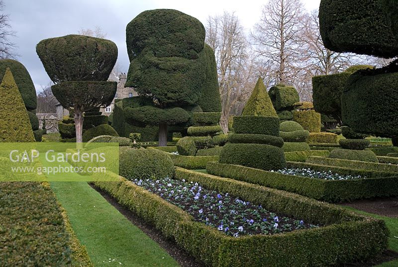 The Topiary Garden with shapes made of Taxus baccata and Buxus sempervirens and beds with Viola and edged with  Buxus sempervirens 'Suffruticosa' at Levens Hall, Cumbria in Spring 