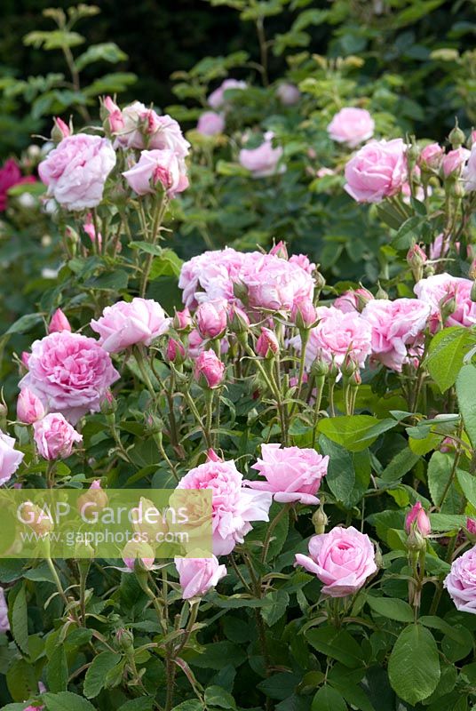 Rosa 'Compte de Chambord' syn Rosa 'Madame Knorr'. Portland rose, fully double and fragrant introduced in 1863 - Ousden House