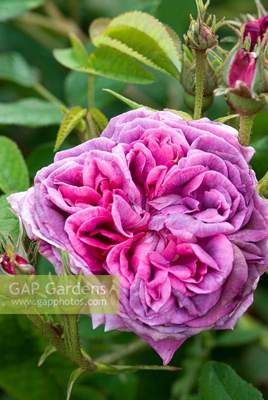 Rosa 'Robert le Diable', an old centifolia rose with a strong fragrance. A mixture of purple shaded with slate-grey, splashed with cerise and scarlet -  Ousden House