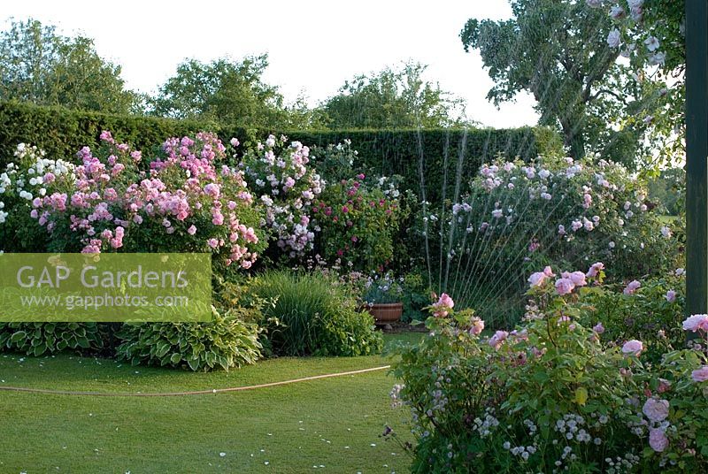 The rose garden with a water sprinkler in the early evening. Rosa 'Bonica' underplanted with Hostas to the left and Rosa 'Irene Watts' in the foreground with Astrantia at the foot of the rose arbour, backed by Taxus hedge - Ousden House